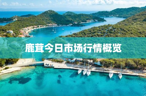 鹿茸今日市场行情概览