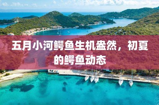 五月小河鳄鱼生机盎然，初夏的鳄鱼动态