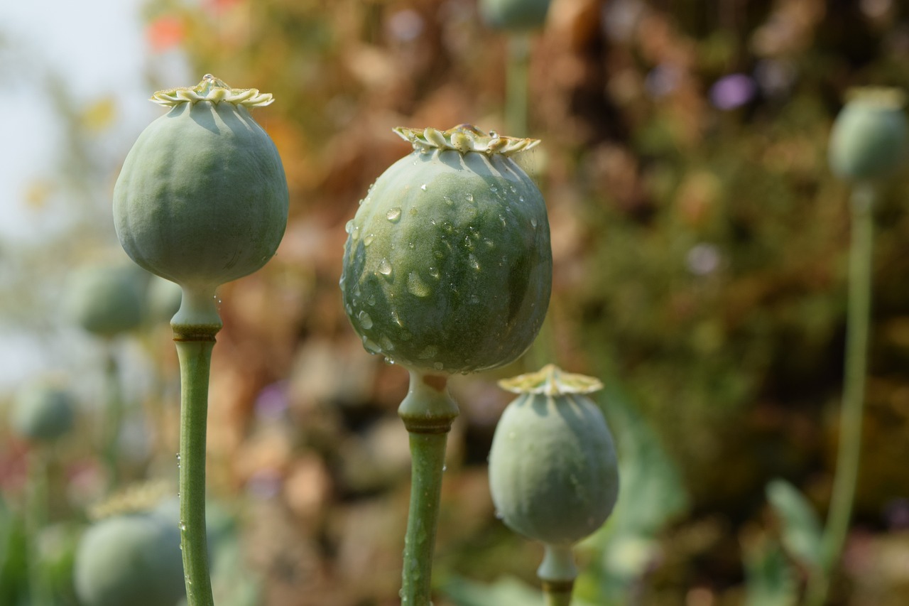 莱西蔬菜批发最新价格概览，最新价格一网打尽！