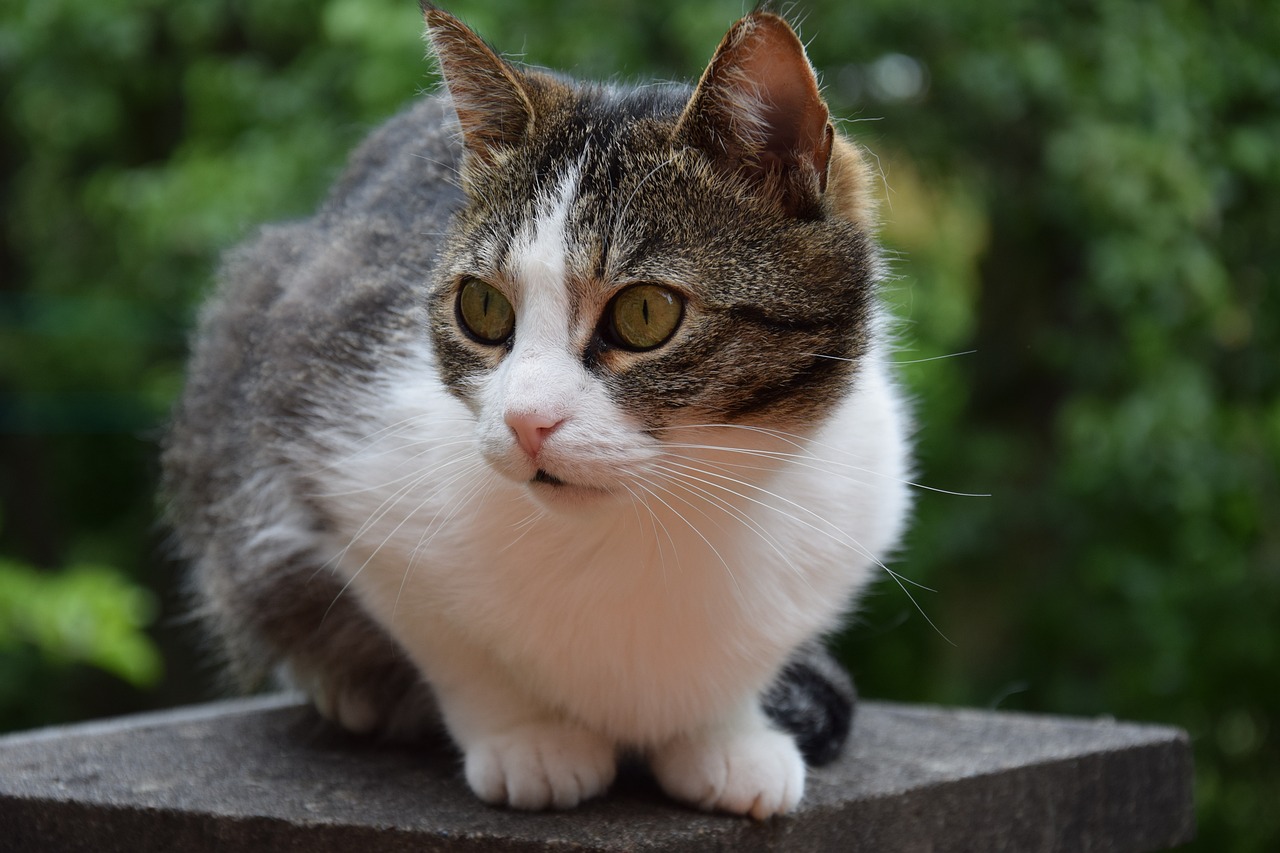 最新猫型号，探索未来猫咪科技的无限潜力