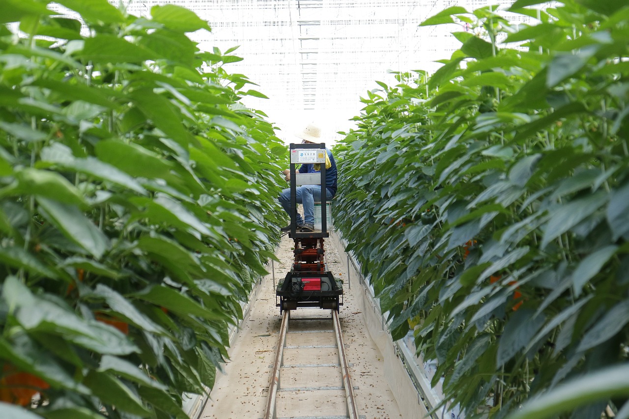 最新养兔技术与实践分享