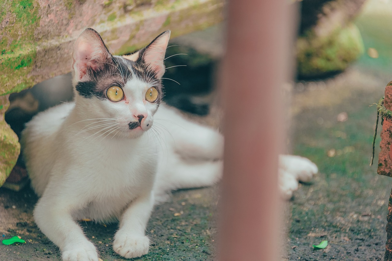 探索最新萌猫的魅力世界，揭秘猫咪的可爱与神秘面纱