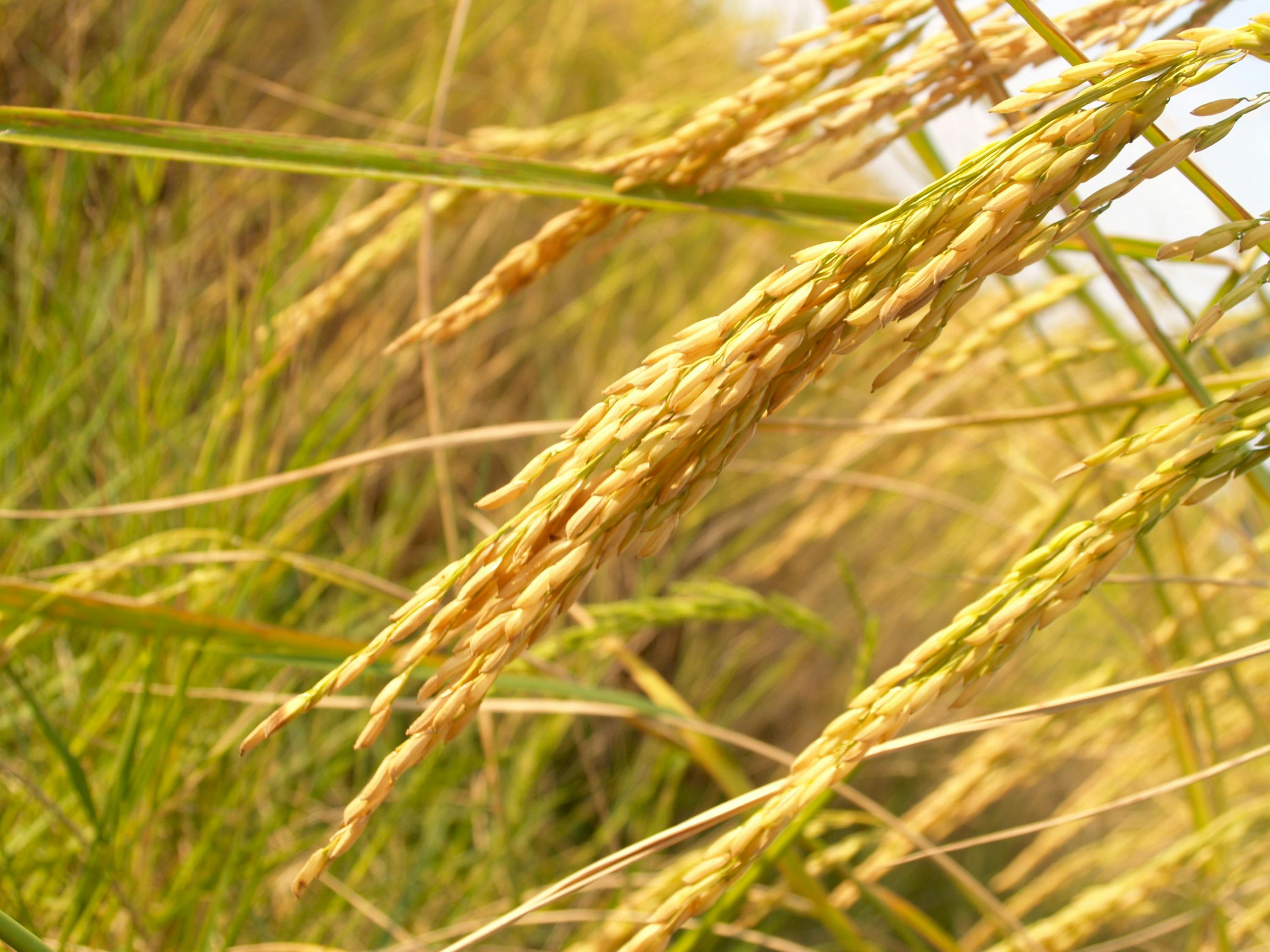 杞县蒜苔价格行情实时更新，最新价格与行情分析