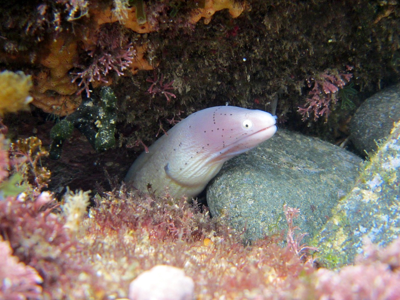 八爪鱼最新动态揭秘，探索海洋神秘生物的旅程