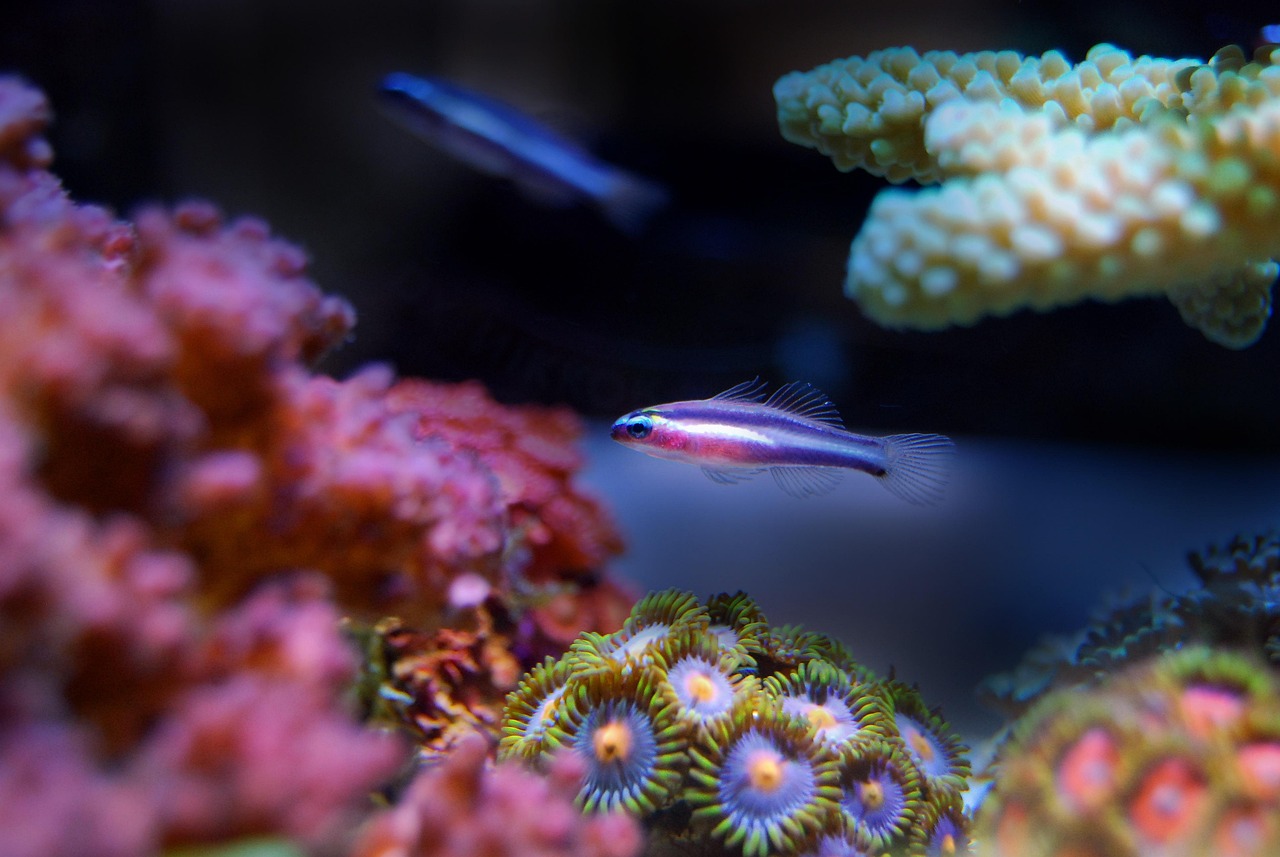深海水族馆最新隐藏鱼揭秘，探索未知的深海奇幻世界