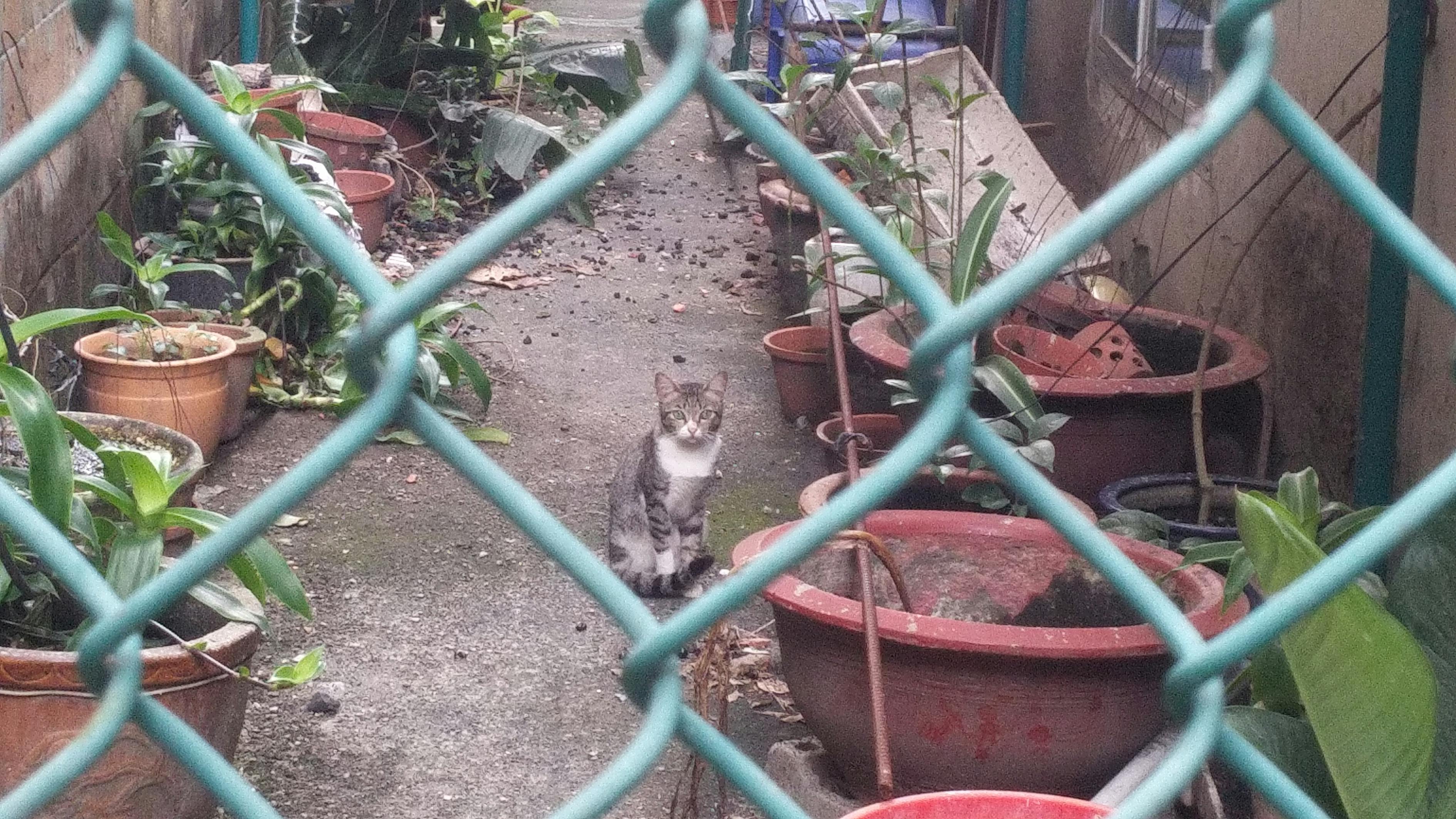 猫咪收集最新动态，一场独特的爱好之旅探索