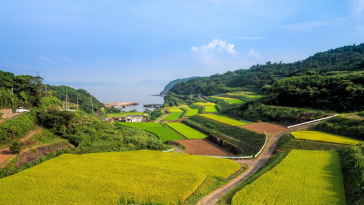 新时代背景下的乡村振兴，青年担当与上山下乡政策解读