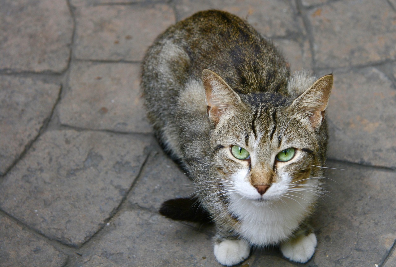 猫咪软件最新版官网，全新功能与体验的探索