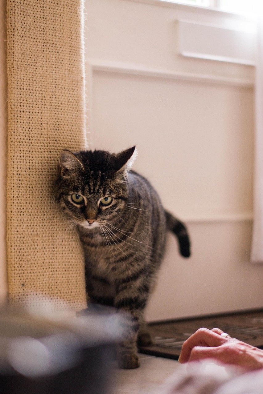 今日最新喵咪风采，探索猫咪魅力世界的独特风采