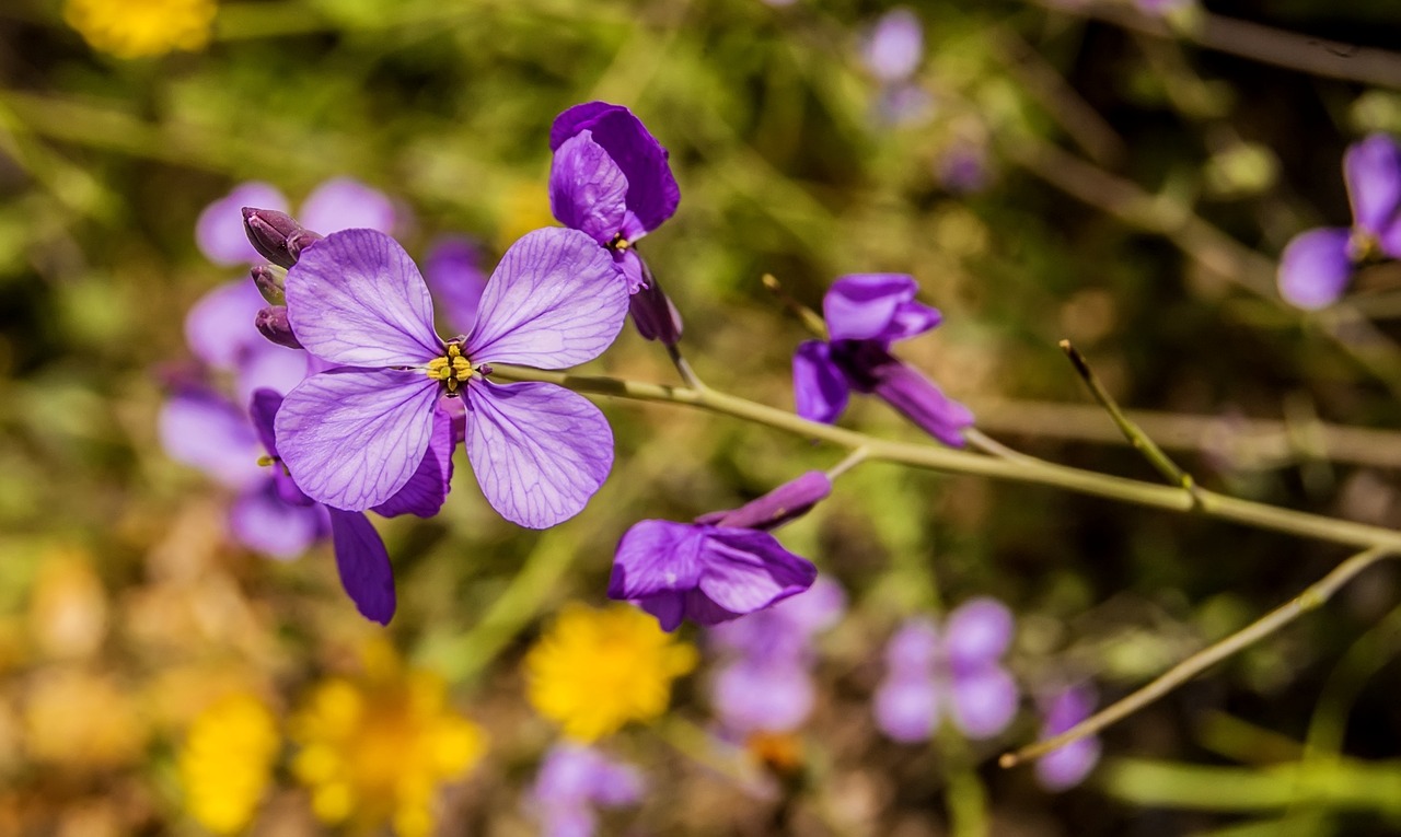 4月动漫姐妹，绽放的二次元之花