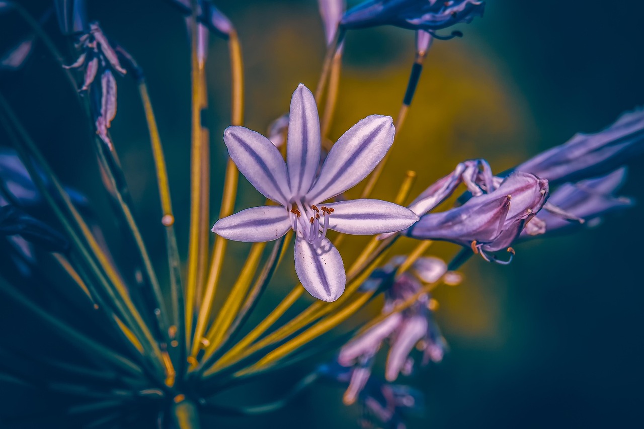 五月百合花与股市的绚烂绽放，股票与自然的双重魅力